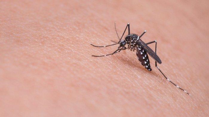 Mengenal Hari Nyamuk Sedunia yang Diperingati Setiap Tanggal 20 Agustus Apa Tujuannya ?